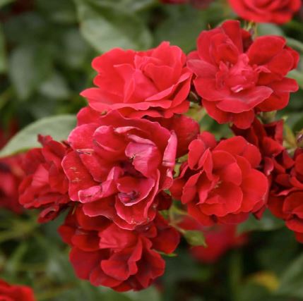 ROS33 BRICKHOUSE ROSES 3 GAL