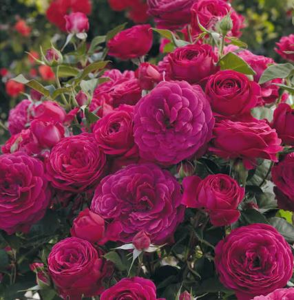 ROS34 FLORIBUNDA ROSE 3 GAL