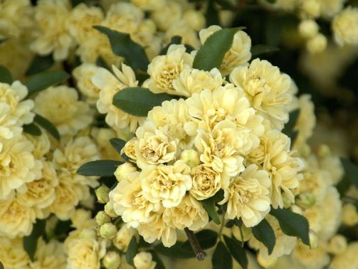 ROS35- LADY BANKS ROSE 3 GAL