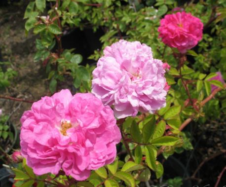 ROS37 SEVEN SISTERS ROSE 3 GAL