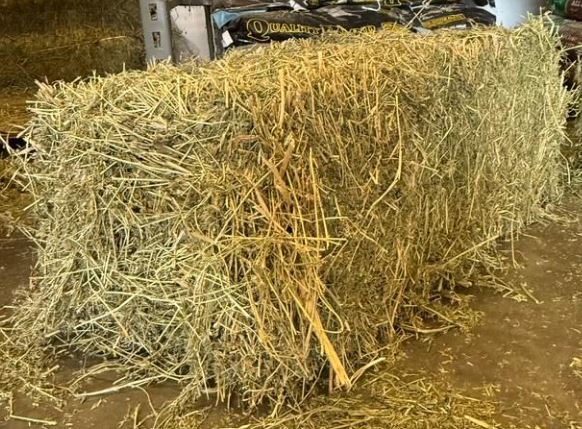 ALFALFA HAY BALE