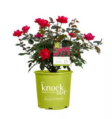 ROS38 KNOCKOUT ROSE 2 GAL