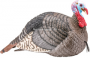 STRUT-LITE TOM TURKEY DECOY