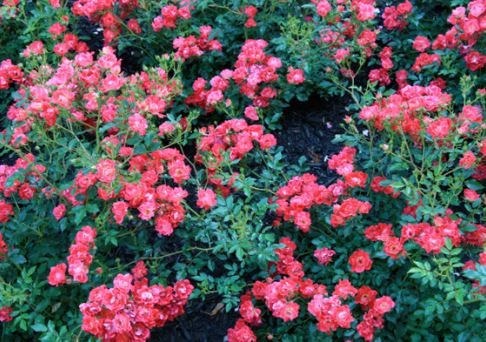 ROS39 DRIFT ROSE 3 GAL