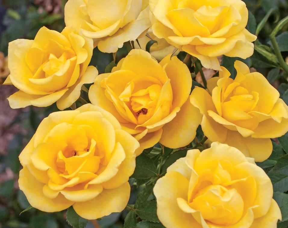 ROS40 GILDED SUN ROSE 3GAL