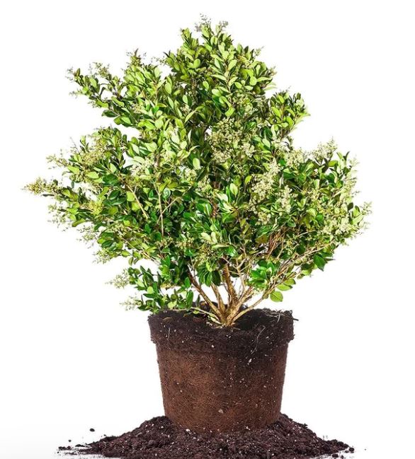 SHR310 - LIGUSTRUM 3 GAL