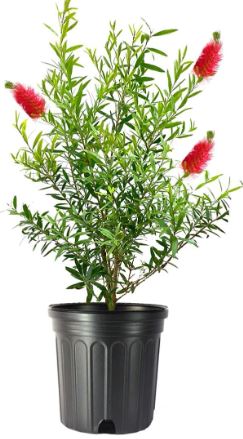 SHR311- BOTTLE BRUSH BUSH- 3GA