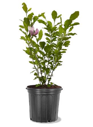 SHR312- JAPANESE MAGNOLIA