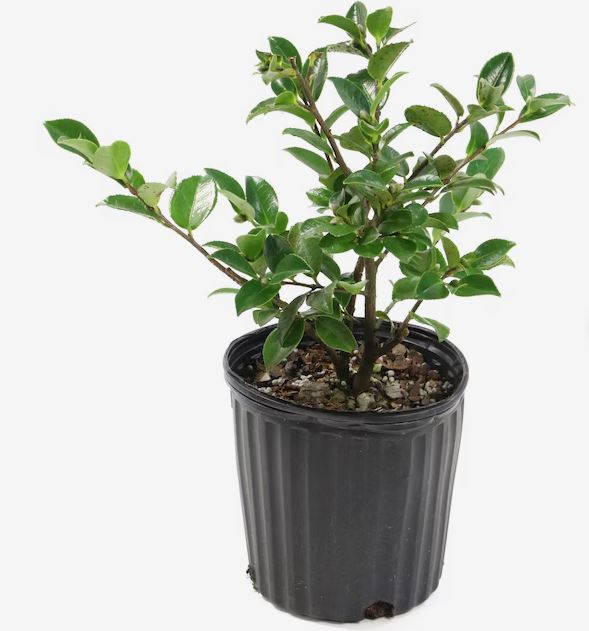 SHR313- CAMELLIA BUSH 3 GAL