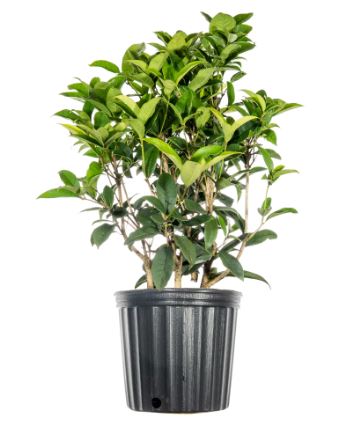 SHR314- TEA OLIVE BUSH 3 GAL