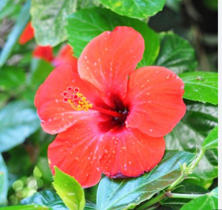 BPG11 HIBISCUS 1 GAL