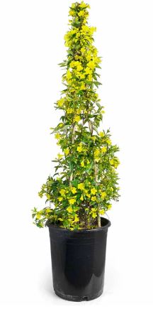 SHR316- CAROLINA JASMINE 3GAL