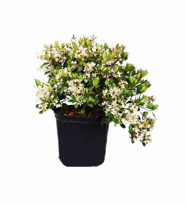 SHR317- INDIAN HAWTHORNE