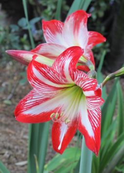 SHR319- AMARILLIS 3 GAL