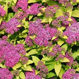SHR32 - SPIREA 3 GAL