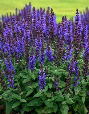 BPG1 SALVIA SAGE 1 GAL