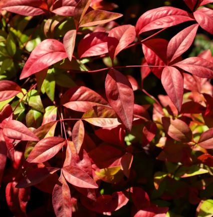 SHR323 NANDINA FIRE POWDER