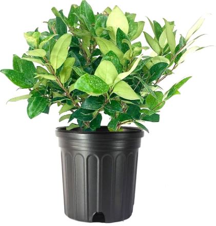 SHR324- LIGISTRUM WAX LEAF