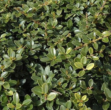 SHR325 HELLERI HOLLY 3 GAL