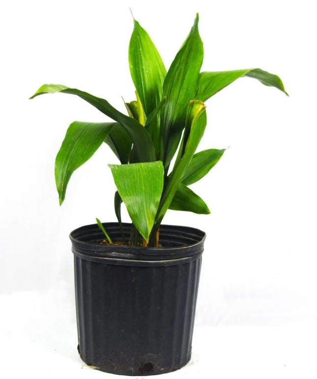 SHR326 CAST IRON PLANT