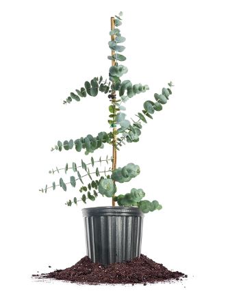 SHR327 EUCALYPTUS 3 GAL
