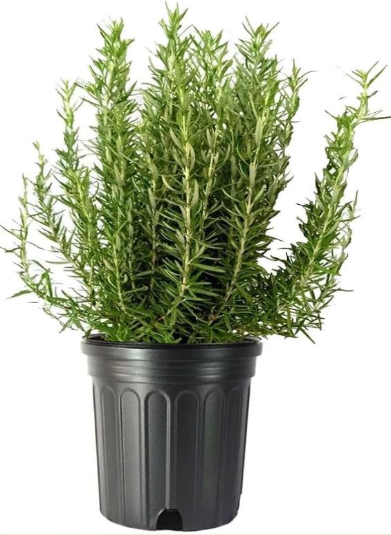 SHR328 ROSEMARY 3 GAL