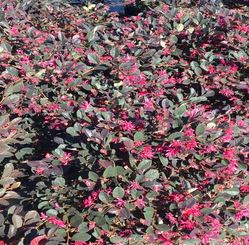 SHR33- LORAPETELLUM - 3 GAL