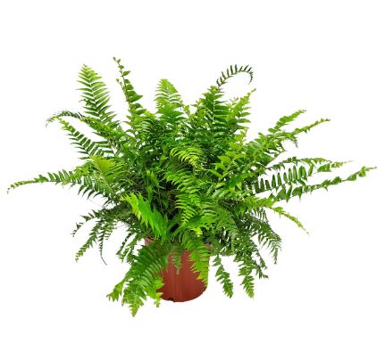 SHR330- MACHO FERN - 3GAL