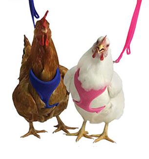 PURPLE PULLET MESH HARNESS XS