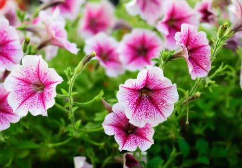 SHR34- PETUNIA 3 GAL