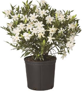 SHR35- GARDENIA BUSH 3 GAL