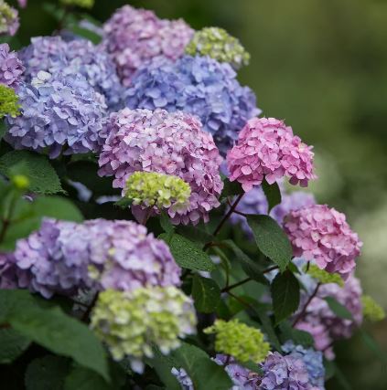 SHR36- HYDRANGEA BUSH