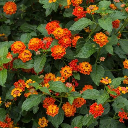 SHR37- LANTANA - 3GAL