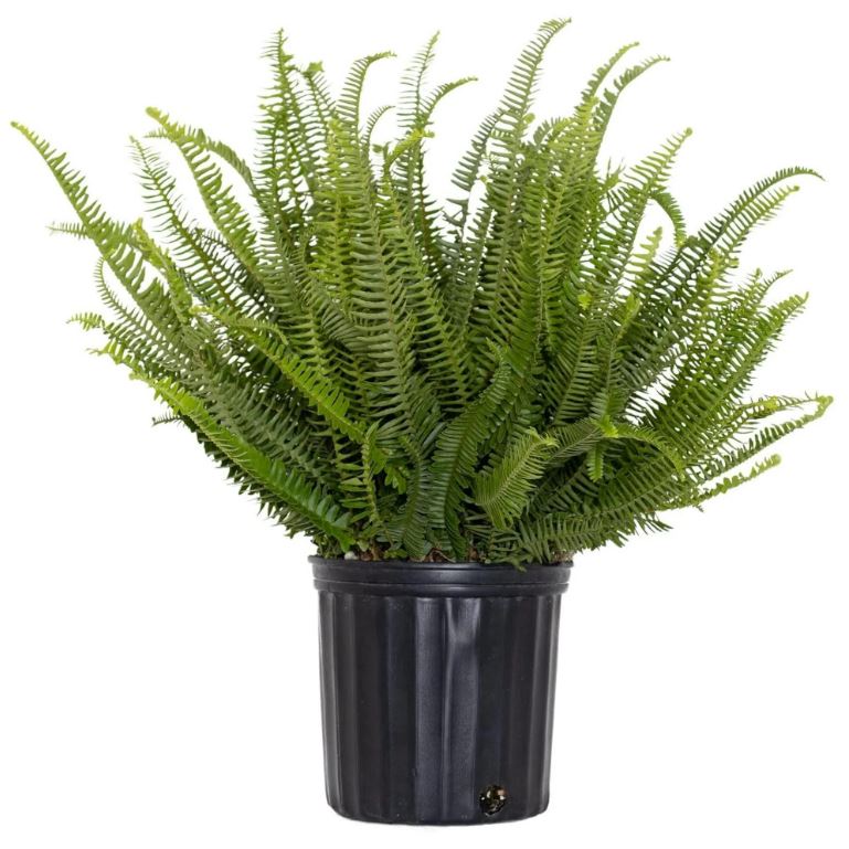 SHR38- KIMBERLY FERN 3 GAL