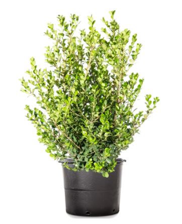 SHR39- JAPANESE BOXWOOD - 3GAL