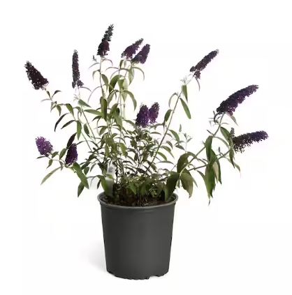 SHR40- BUTTERFLY BUSH 3 GAL