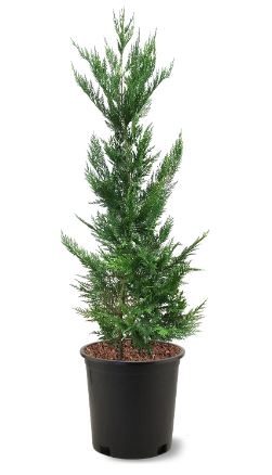 TRE31- LEYLAND CYPRESS 3GAL