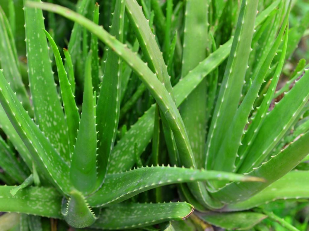 BPG10 ALOE VERA 1 GAL