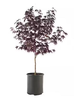 TRE310- RED MAPLE TREE 5GAL
