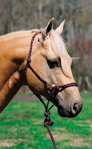 MOUNTAIN ROPE HALTER (BLK&WHT)