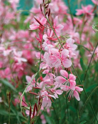 BPG12 WANDFLOWER 1GAL