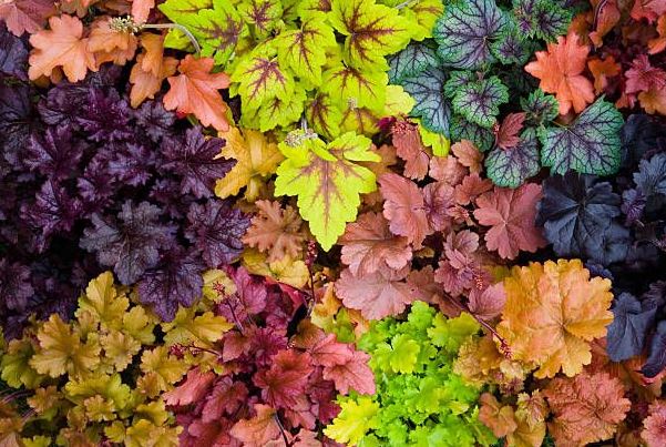 BPG13 HEUCHERA 1 GAL