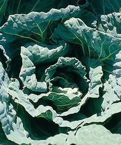 COLLARD - GEORGIA SOUTHERN 1OZ