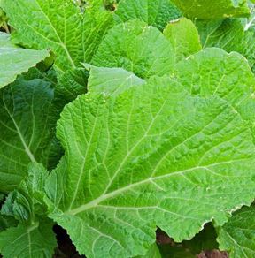 FLORIDA BROADLEAF MUSTARD SEED 1OZ