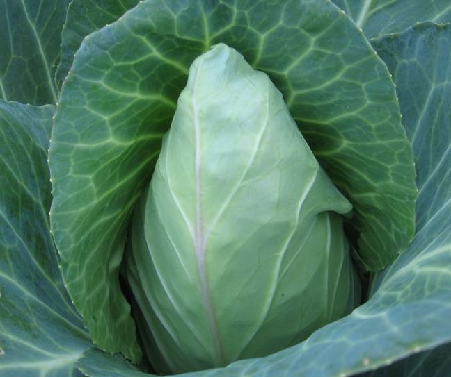CABBAGE - EARLY JERSEY 1OZ