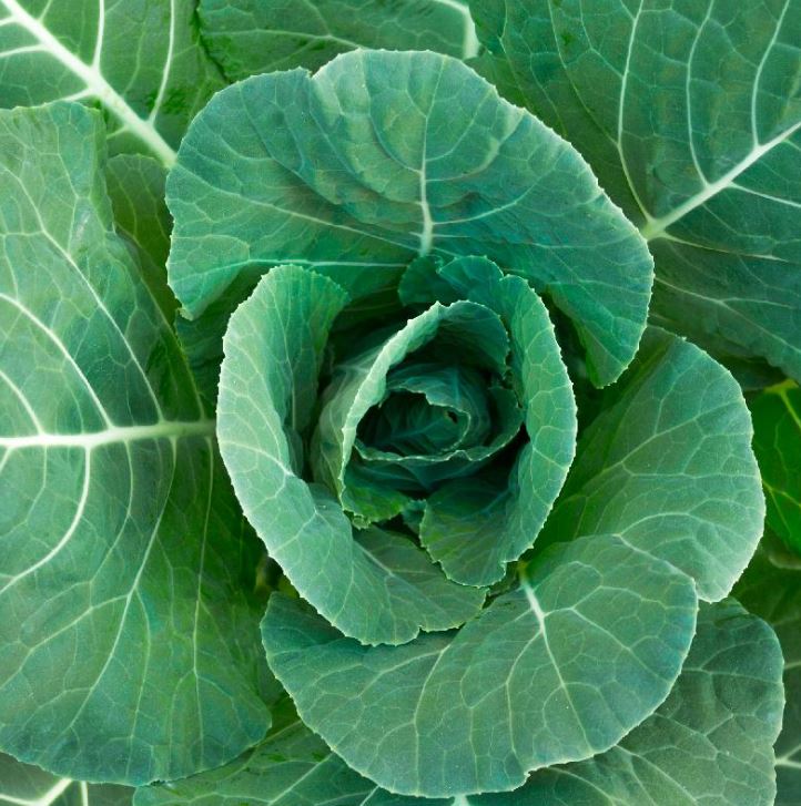 MORRIS HEADING COLLARDS 1OZ