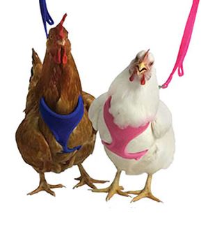 RED ROOSTER MESH HARNESS