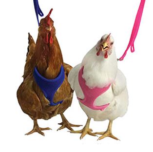 PURPLE ROOSTER MESH HARNESS