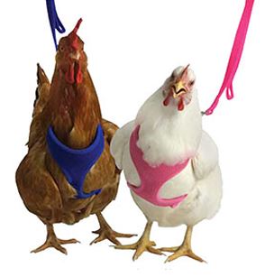 BLUE HEN MESH HARNESS