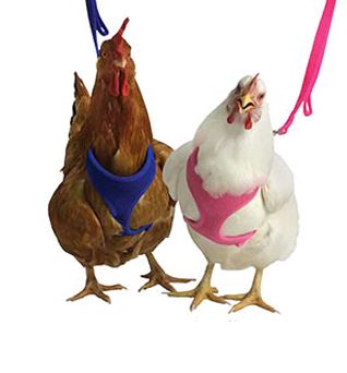 RED MESH HEN HARNESS